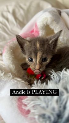 Instagram post by @bayridgekittens