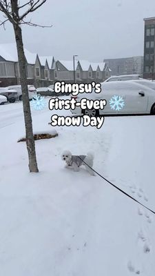 Instagram post by @bingsuthebichon