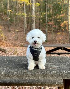 Instagram post by @bingsuthebichon