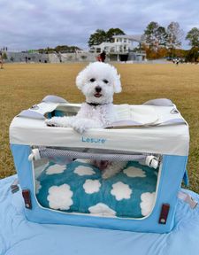 Instagram post by @bingsuthebichon