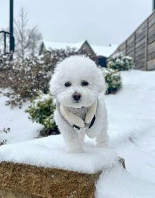 Instagram post by @bingsuthebichon