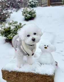 Instagram post by @bingsuthebichon