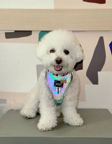Instagram post by @bingsuthebichon