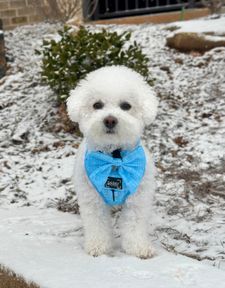 Instagram post by @bingsuthebichon