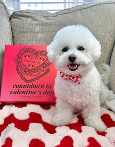 Instagram post by @bingsuthebichon