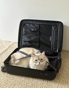 Instagram post by @bowie_the_siberian