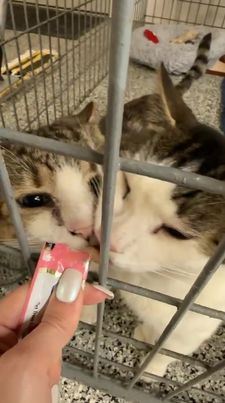 Instagram post by @bowie_the_siberian