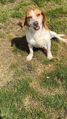 Instagram post by @bowie_the_siberian