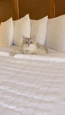 Instagram post by @bowie_the_siberian