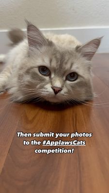 Instagram post by @bowie_the_siberian