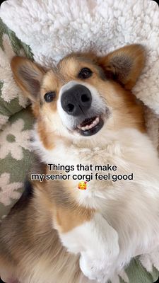 Instagram post by @bradythecorgi