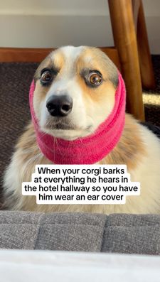 Instagram post by @bradythecorgi