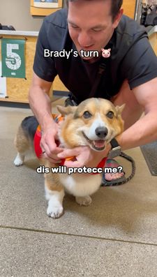 Instagram post by @bradythecorgi