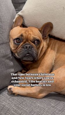 Instagram post by @buddha_the_frenchiee