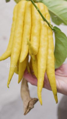 Instagram post by @carmeninthegarden