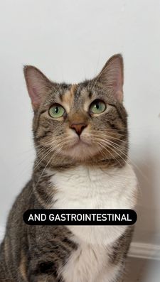 Instagram post by @cashmere.mittens.cat