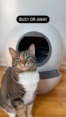 Instagram post by @cashmere.mittens.cat