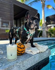 Instagram post by @cashythefrenchie