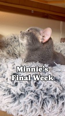 Instagram post by @catandcatcomics