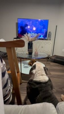 Instagram post by @chalinothebulldog6