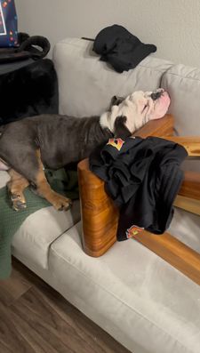 Instagram post by @chalinothebulldog6