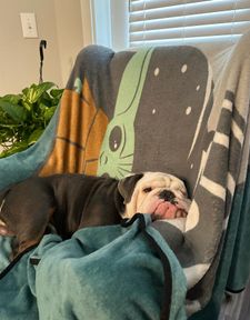 Instagram post by @chalinothebulldog6