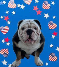 Instagram post by @chalinothebulldog6