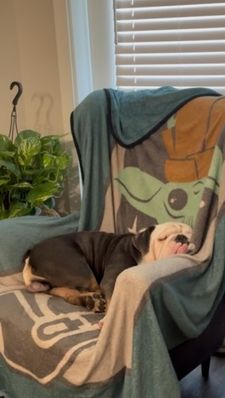 Instagram post by @chalinothebulldog6