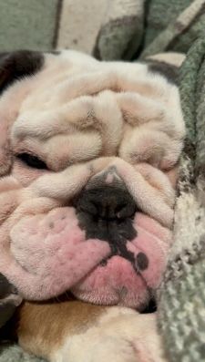 Instagram post by @chalinothebulldog6