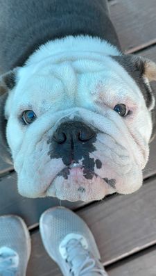 Instagram post by @chalinothebulldog6