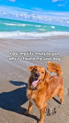 Instagram post by @chance_the_mini_golden