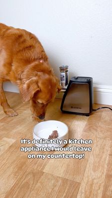 Instagram post by @chance_the_mini_golden