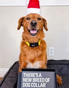 Instagram post by @chance_the_mini_golden