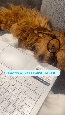 Instagram post by @chaos_the_doxiepoo