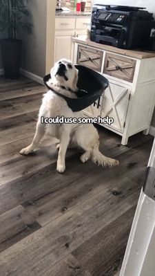 Instagram post by @charlie_the_golden18
