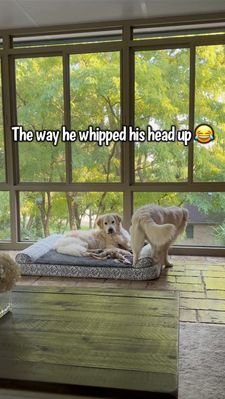 Instagram post by @charlie_the_golden18