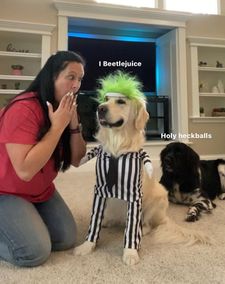 Instagram post by @charlie_the_golden18