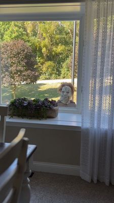 Instagram post by @charlie_the_golden18