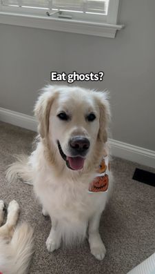 Instagram post by @charlie_the_golden18
