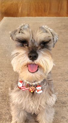 Instagram post by @clementine_the_mini_schnauzer