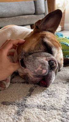 Instagram post by @coffeebeanfrenchie
