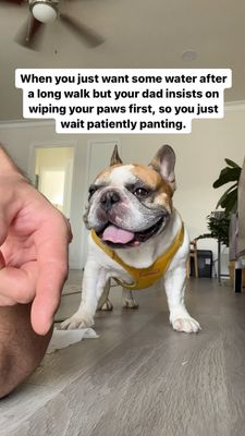 Instagram post by @coffeebeanfrenchie