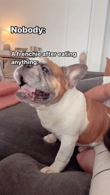 Instagram post by @coffeebeanfrenchie