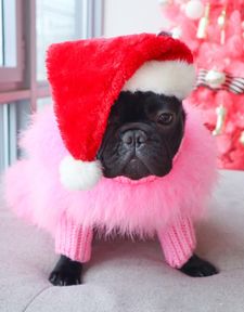 Instagram post by @cookiemonster_thefrenchie