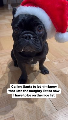 Instagram post by @cookiemonster_thefrenchie