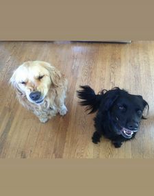 Instagram post by @dash.dog