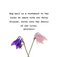 Instagram post by @deardanes