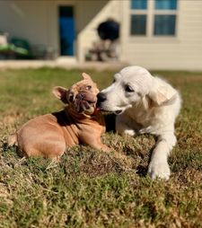 Instagram post by @dog_training_austin