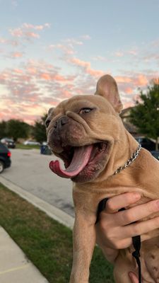 Instagram post by @dog_training_austin