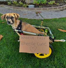 Instagram post by @dogwithsign